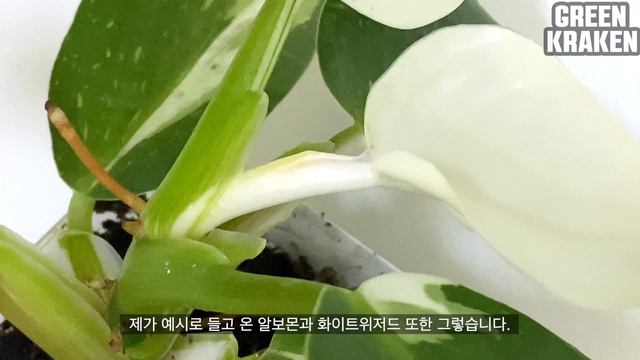 Sub) 몬스테라 알보를 죽이는 이것! 무늬종 희귀식물을 키울때 가장 두려운 고스트잎 무늬 유도하기 смотреть онлайн