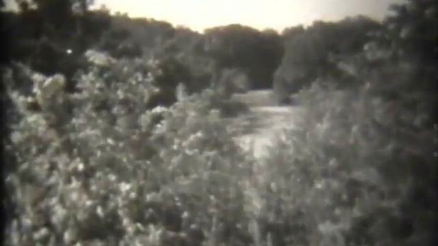 Насекомые - "друзья" и "враги" леса смотреть онлайн