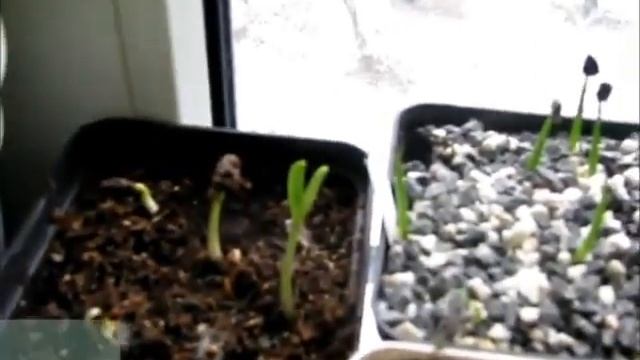 Garden Psycho Ep. #01 смотреть онлайн