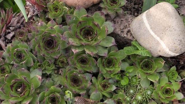 Sempervivum tectorum - Hauswurz, Houseleek смотреть онлайн