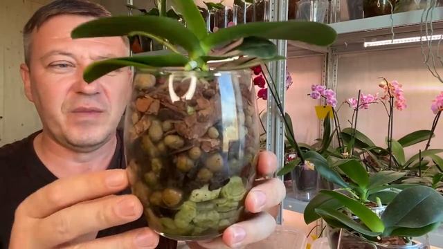 ЗАДЫХАЮТСЯ КОРНИ ОРХИДЕИ и ГНИЮТ в коре и СТЕКЛЕ закрытой посадки орхидеи смотреть онлайн