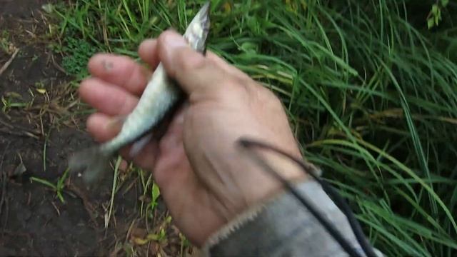 Ловлю уклейку делаю котлетки смотреть онлайн