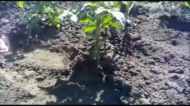 Как обрезать помидоры томаты смотреть видео смотреть онлайн