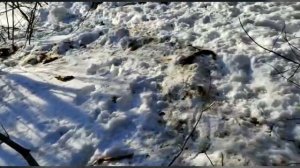 Охота на медведя с подхода.