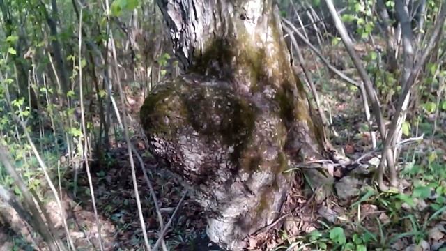 Путешествие в лес. необычное дерево грецкого ореха unusual walnut tree смотреть онлайн