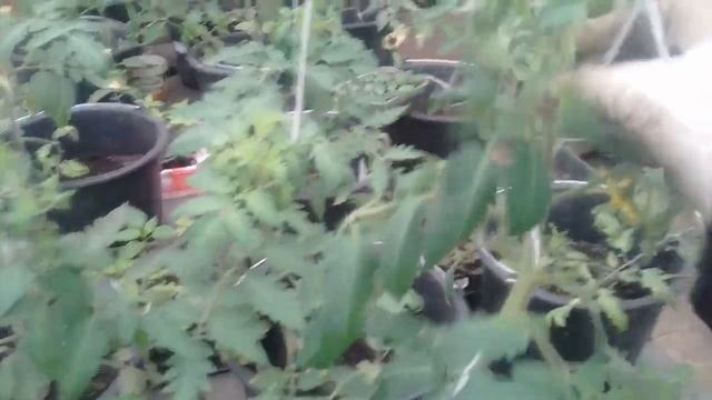 Теплица на крыше. Урожай в ведрах. Формирую помидоры