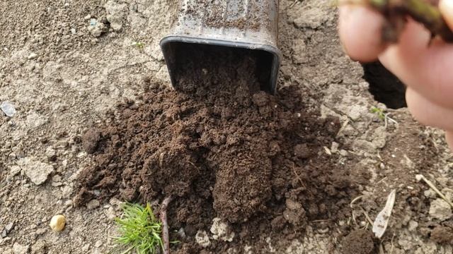 Ежевика. Укоренение макушками. 3 марта 2024г. смотреть онлайн