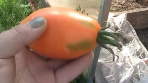 Сорт томата Кенигсберг золотой // Секреты хороших урожаев.