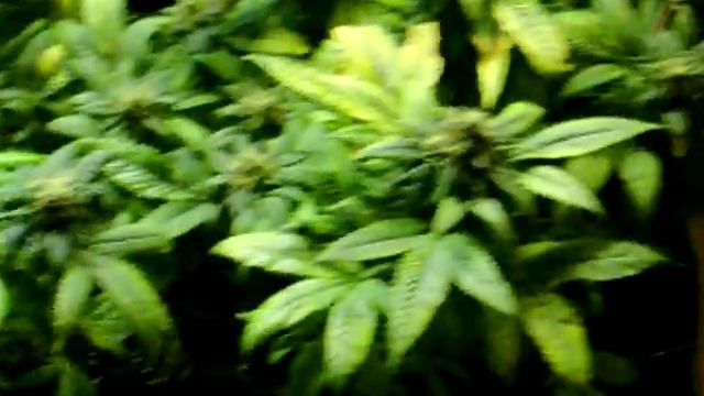 MOTHER PLANT PART 3.MOV