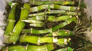 РАЗМНОЖЕНИЕ ДЕНДРОБИУМА НОБИЛЕ часть 2. На трех черенках появились росточки. Дендробиум дал детку.