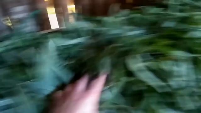 Иванчай заготовка Июнь 2019 #1