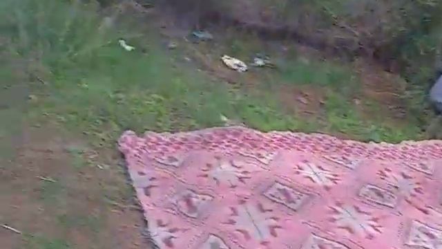 Прогулка по апельсиновой роще в парке Гулливер 15.03.2020 смотреть онлайн