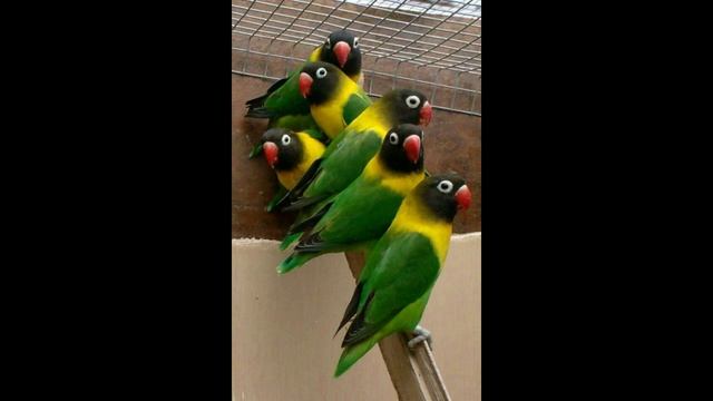 Lovebird's mating call and its effect on the male partner смотреть онлайн