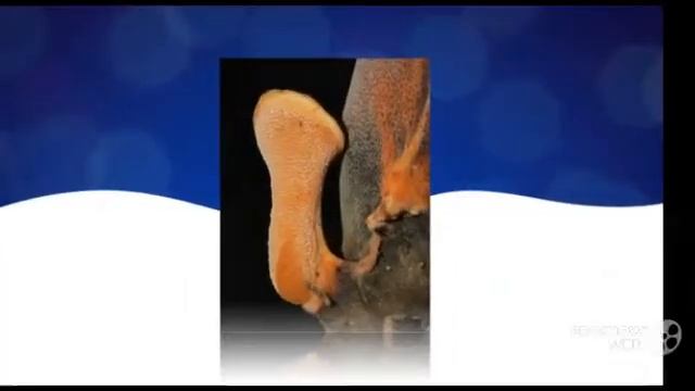 Ganodermataceae - fungi kingdom смотреть онлайн