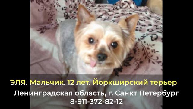 Пропала собака ! ЭЛЯ , Йоркширский терьер , Ленинградская область , г. Санкт-Петербург смотреть онлайн