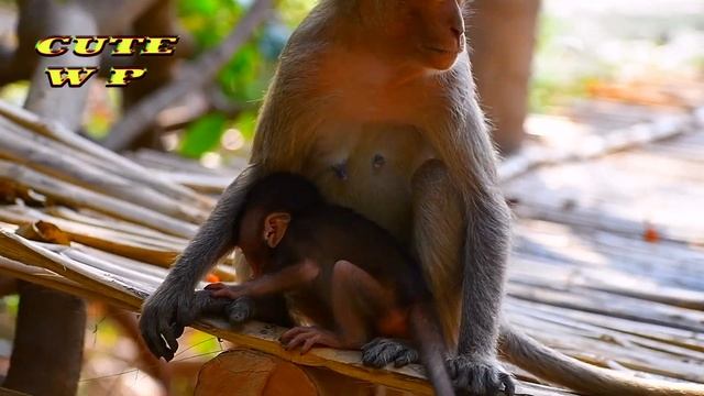 Adorable young mom monkeys always trying to take the best care of newborn baby | Cute Wildlife Park смотреть онлайн
