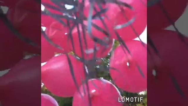 Воздушные шары цвет фуксия смотреть онлайн