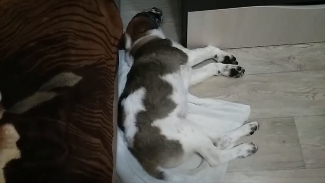 "Вьюга, рядом!" 6 серия "Тревожный сон" смотреть онлайн