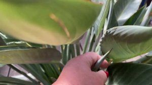 Стрелиция королевская. Путь от маленького отростка до пышного цветения.