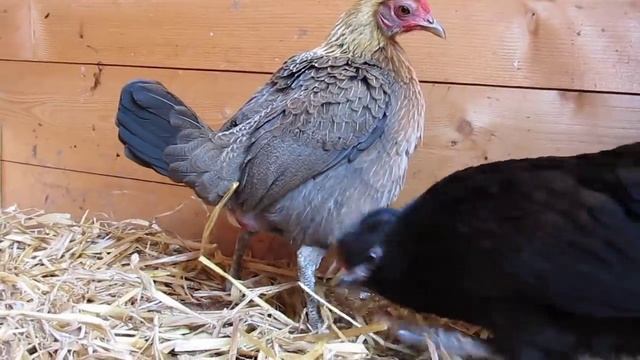 Chicken laying her first egg! Modern Game Bantam смотреть онлайн