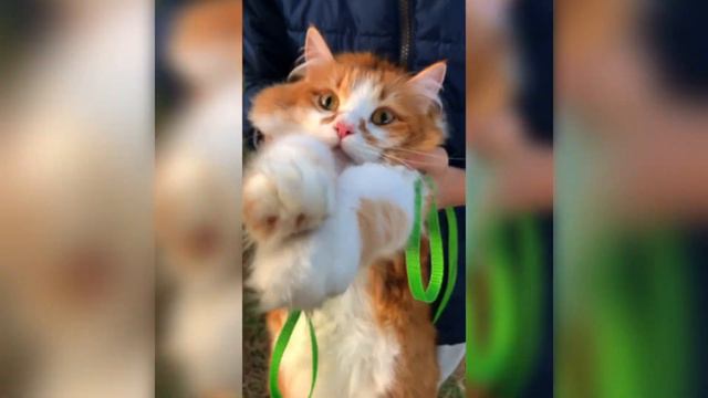 Do you know?Знаете ли Вы? смотреть онлайн