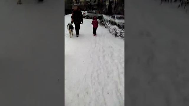 Лыжный самокат. смотреть онлайн