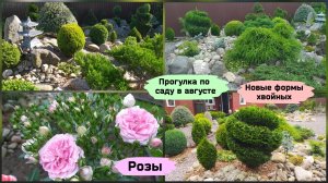 Прогулка по саду.Новые формы хвойных растений.