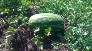 Выращивание арбузов