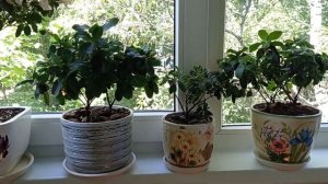 Азалия. Почему осыпаются листья у Азалии.