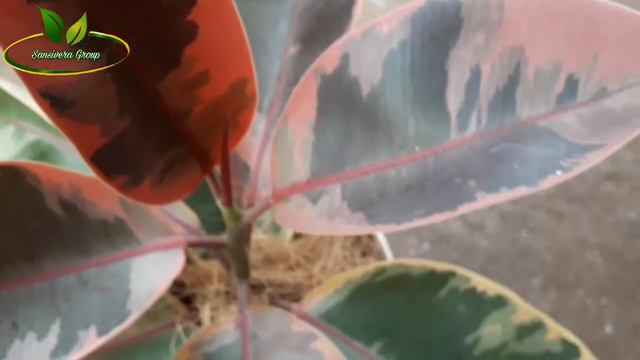 Ficus Elastica Ruby / Rubber plant смотреть онлайн