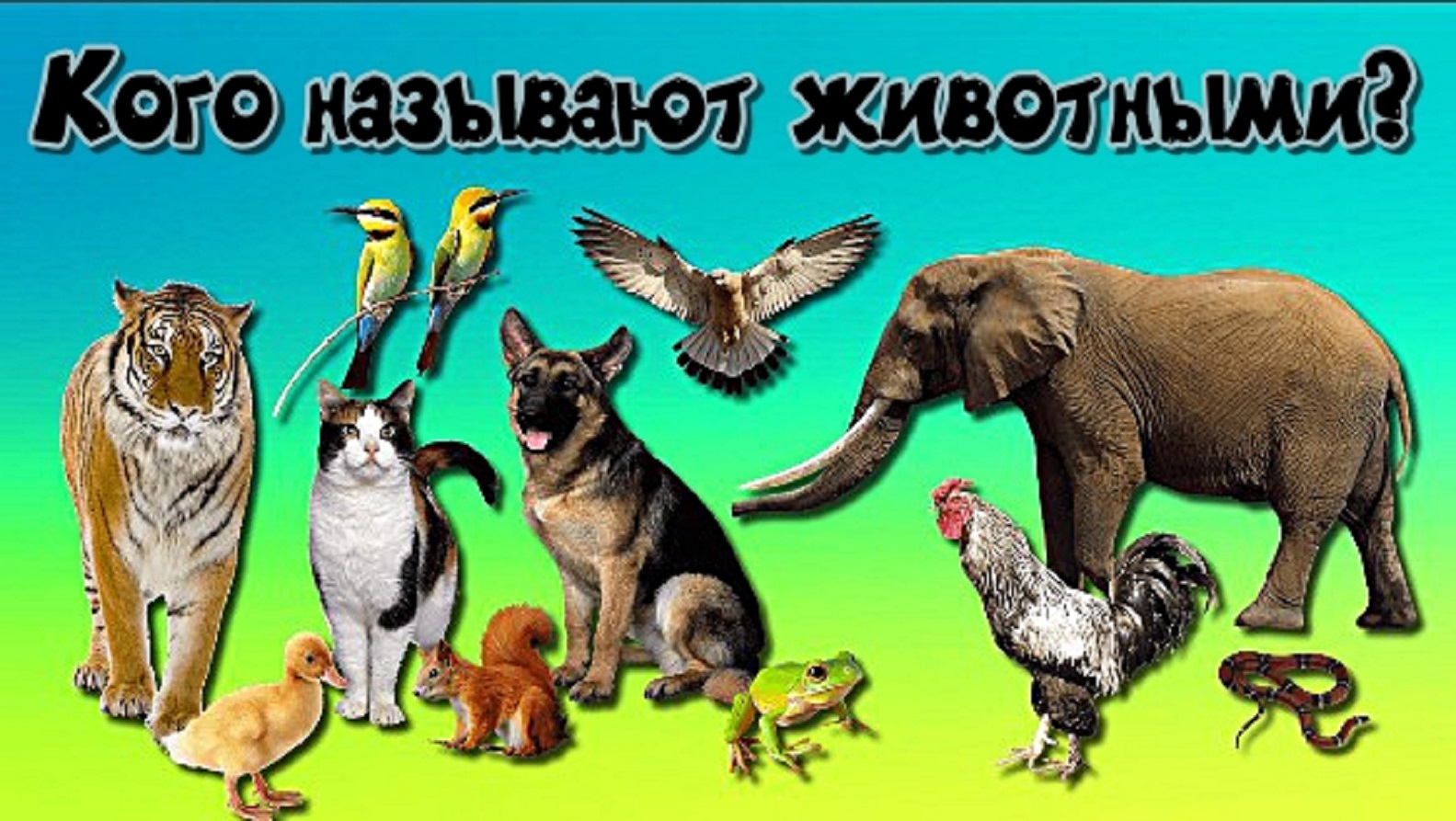 Кого называют животными. смотреть онлайн