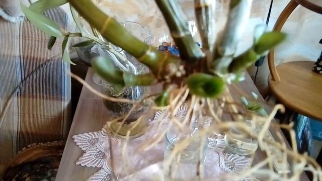 Реанимация орхидей без корней. Дендрофаленопсис. смотреть онлайн