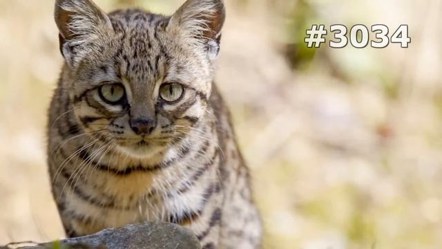 #3034. Дикие кошки (В мире животных) смотреть онлайн