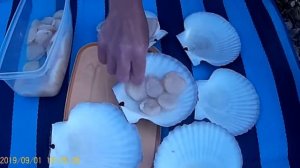 Как правильно почистить и приготовить морской гребешок