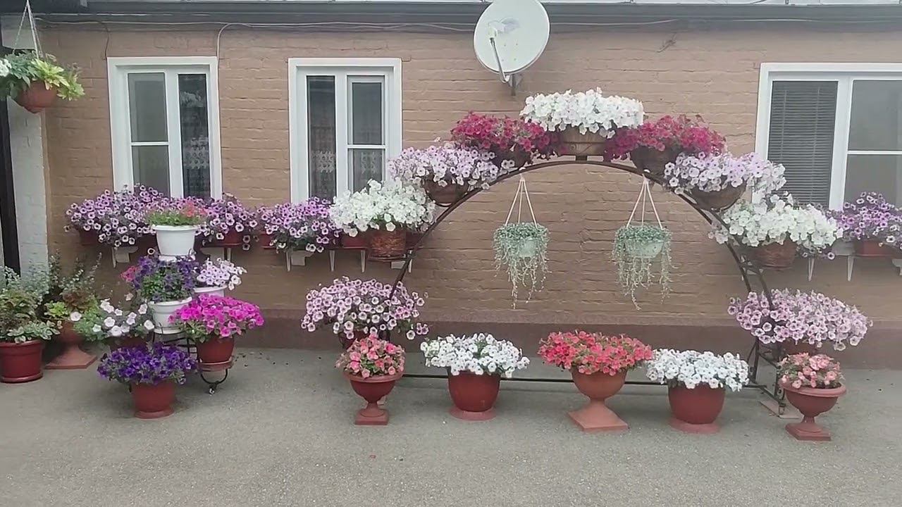Как вырастить огромные шары петуний. Мой уход без секретов для шикарного цветения. Ответы на вопросы смотреть онлайн
