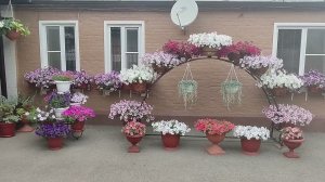 Как вырастить огромные шары петуний. Мой уход без секретов для шикарного цветения. Ответы на вопросы