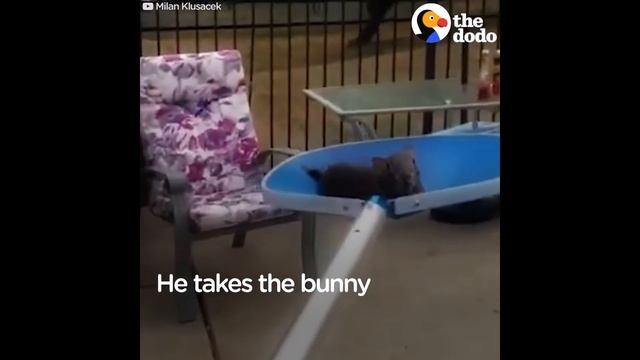 Awesome Man Rescues Bunny Drowning in Pool | The Dodo смотреть онлайн