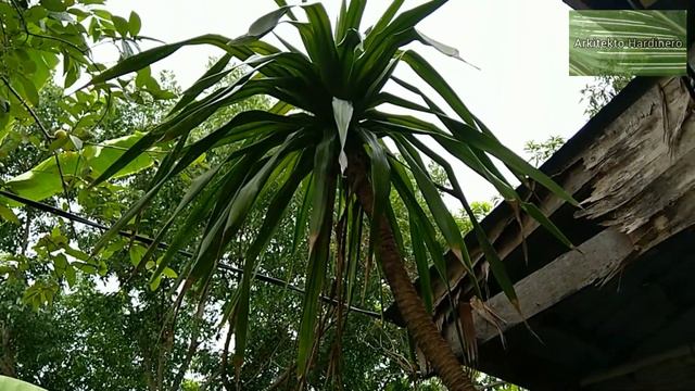 MY 14-YEAR-OLD YUCCA! Yucca Plant | Thai Dracaena | Dracaena loureiri | Dracaena cochinchinensis смотреть онлайн