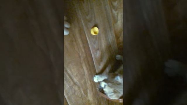 святые котики мама и котёнок🐈🐈🐱 смотреть онлайн