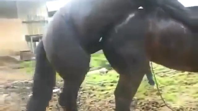 Спаривания животных!Прикольно