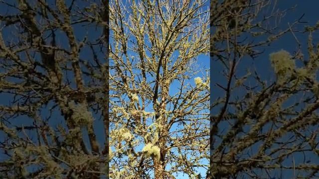 Old man's beard lichen (Usnea) - #BlairvadachBytes смотреть онлайн