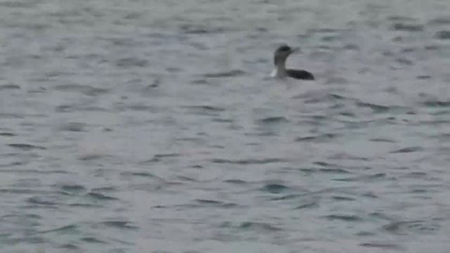 Arctic Loon, Black-throated Loon, Strolaga Mezzana (Gavia Arctica)