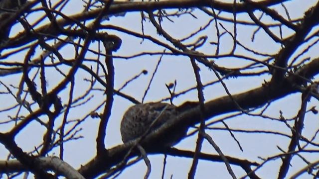 ВИДЕО ОХОТА НА РЯБЧИКА / МАНИМ РЯБЧИКА / РЯБЧИК ВЕСНОЙ смотреть онлайн
