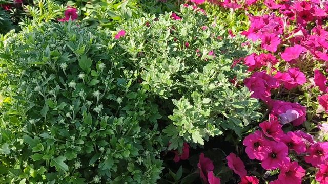 Хризантема мультифлора. Пересаживаем хризантему с неудобного места.