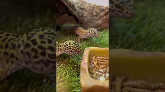 Что едят ящерицы? Немного о жизни гекконов ? смотреть онлайн