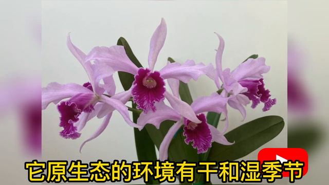 珊荘园艺 (009) 雷丽亚 卡特系列(一)展示 смотреть онлайн
