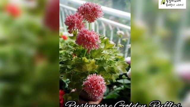 @좋을씨고 #Pelargonium #러쉬무어골든러플 #RushmooreGolden Ruffles смотреть онлайн