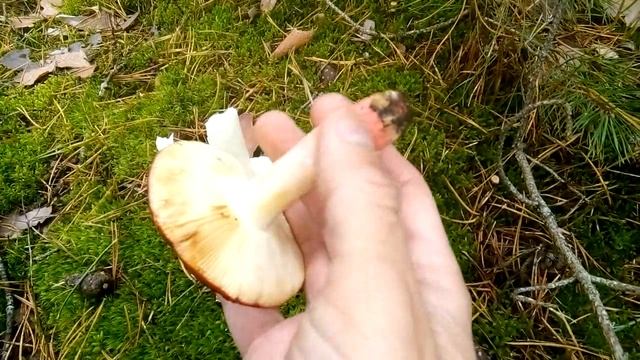 Как отличить несъедобную жгуче-едкую сыроежку от съедобных. смотреть онлайн