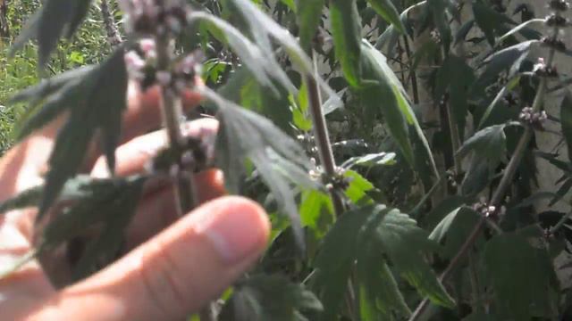 Ліпеньскі збор: пустырнік сардэчны смотреть онлайн