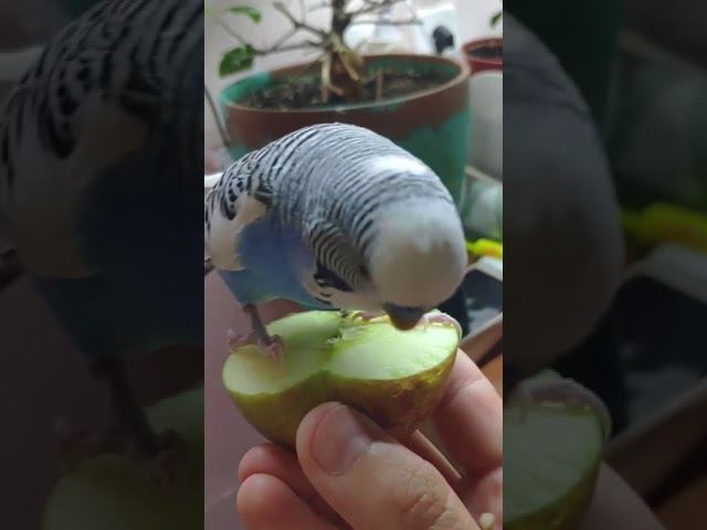 ручной попугай ест яблоко смотреть онлайн
